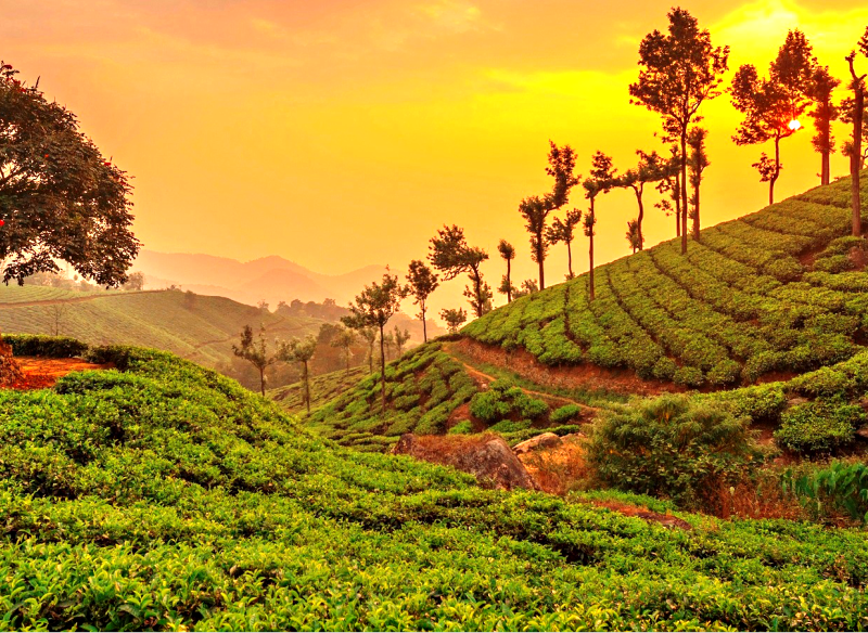 munnar kerala